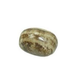 Semente Olho de cabra