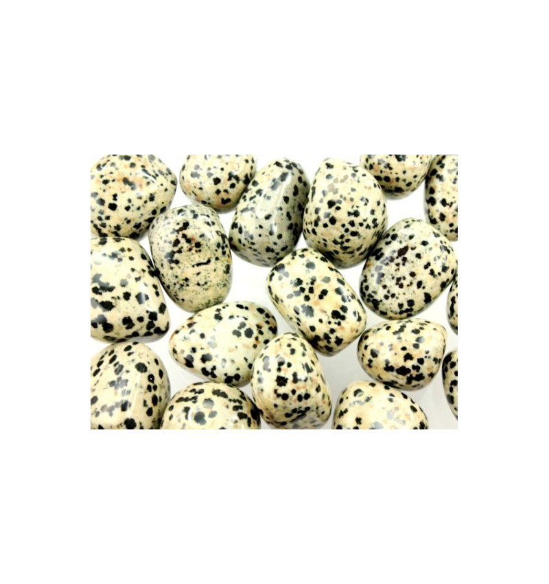 Tartaruga com cabeça de dragão