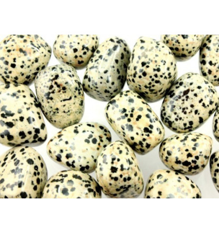 Tartaruga com cabeça de dragão